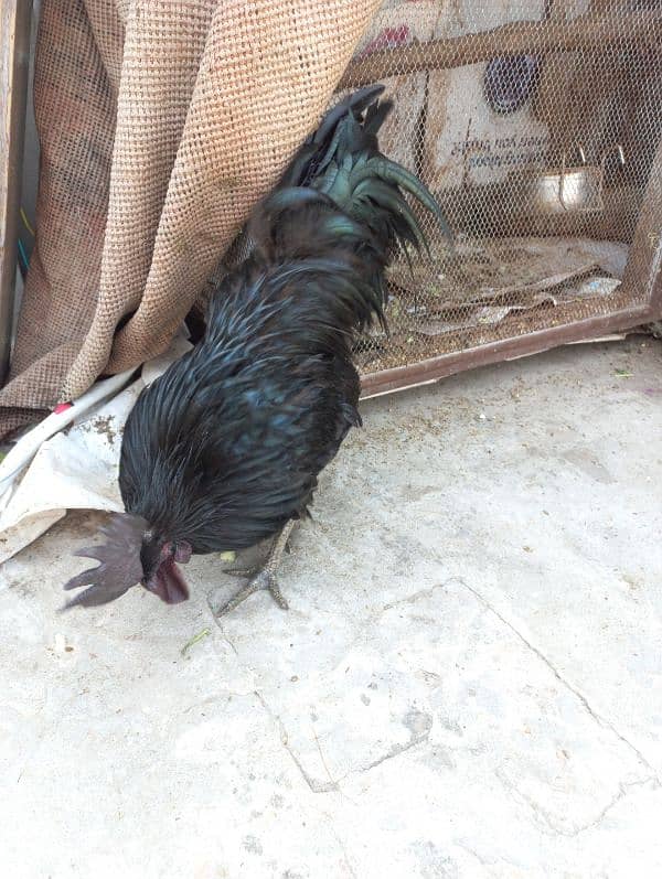 Grey Tongue Ayam Cemani 1 Female & 4 Male for Sale 4