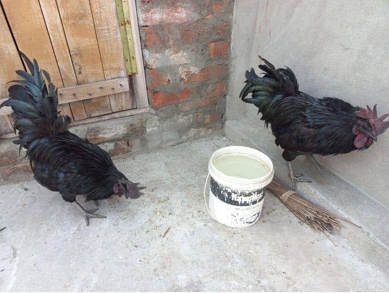 Grey Tongue Ayam Cemani 1 Female & 4 Male for Sale 5