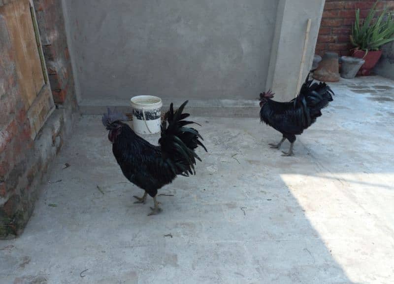 Grey Tongue Ayam Cemani 1 Female & 4 Male for Sale 6