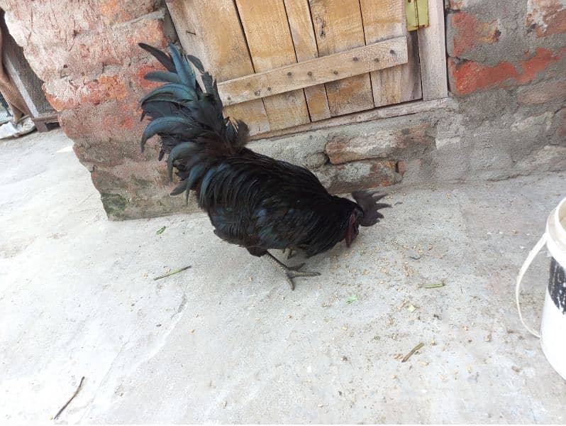 Grey Tongue Ayam Cemani 1 Female & 4 Male for Sale 7