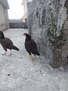 egg laying hen 03448684730