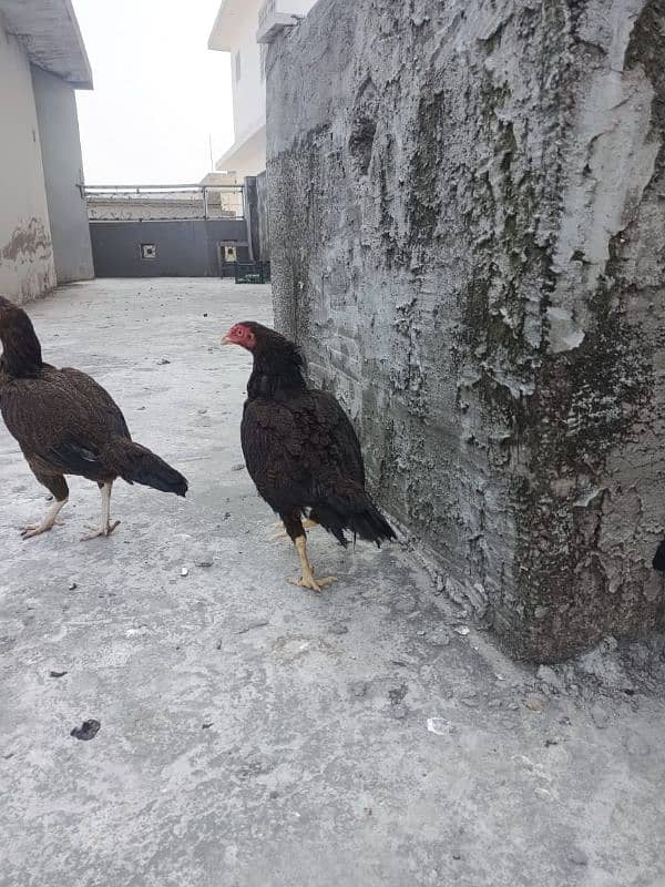 egg laying hen 03448684730 0