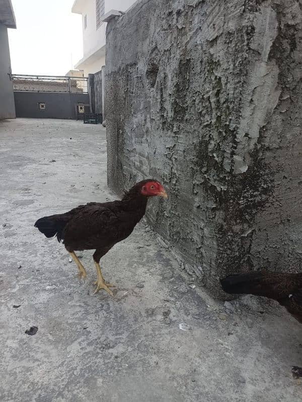 egg laying hen 03448684730 1