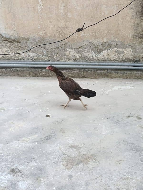 egg laying hen 03448684730 3