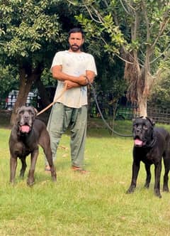 cane corso 03234696626 0