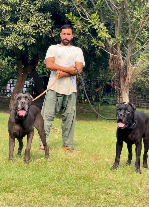 cane corso 03234696626 0