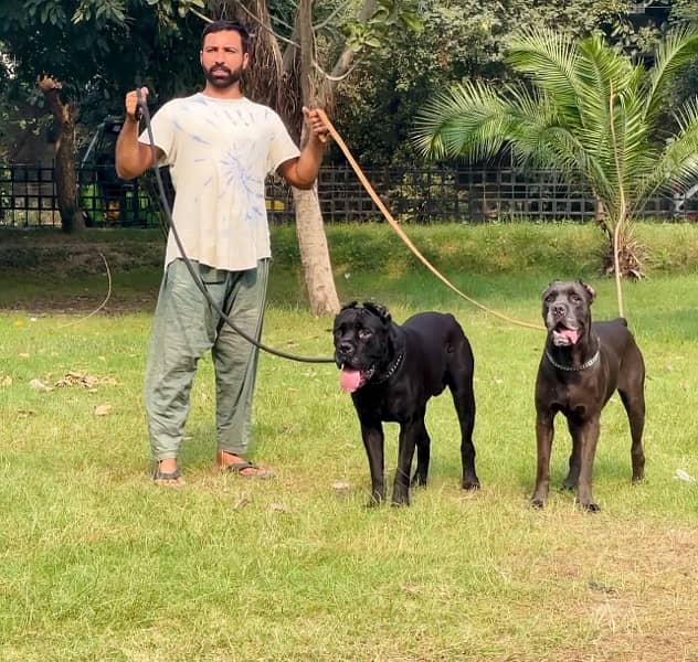 cane corso 03234696626 2