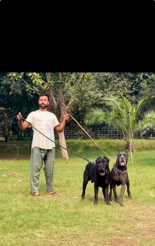 cane corso 03234696626 3