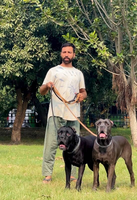 cane corso 03234696626 4