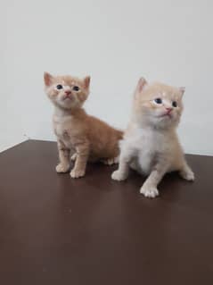 Persian Kittens Male for Sale 0