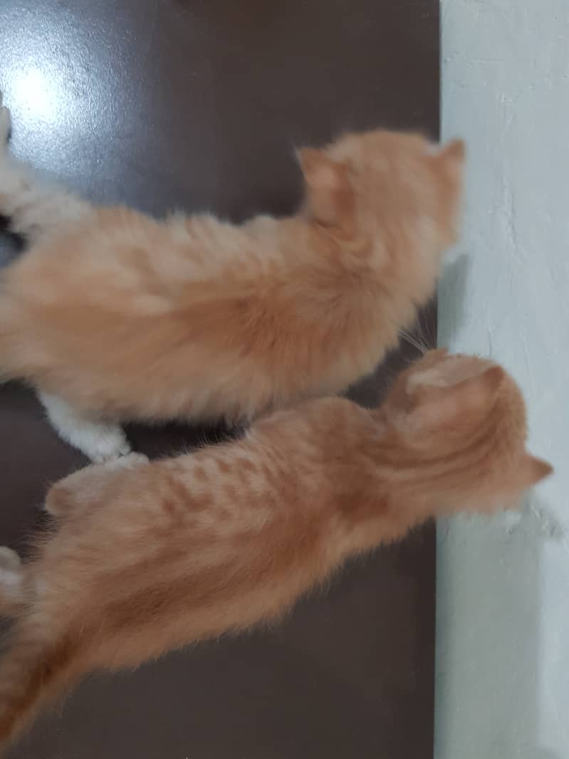 Persian Kittens Male for Sale 1