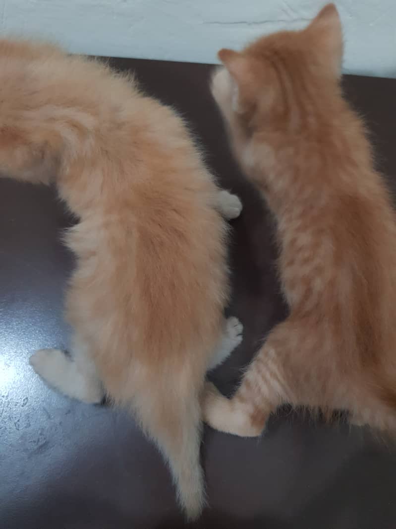 Persian Kittens Male for Sale 2