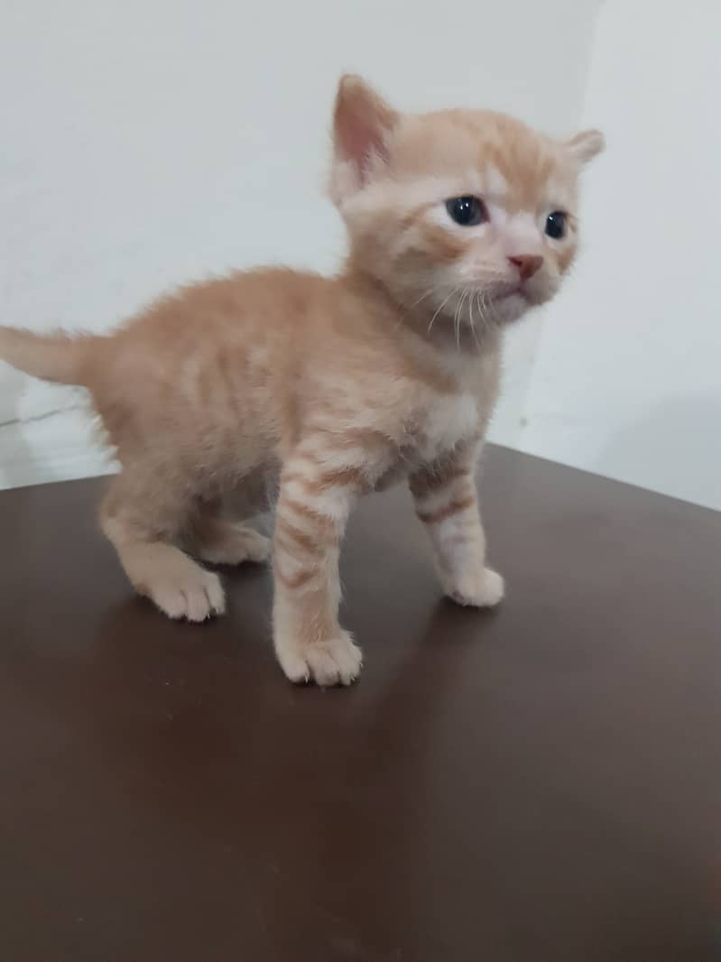 Persian Kittens Male for Sale 5