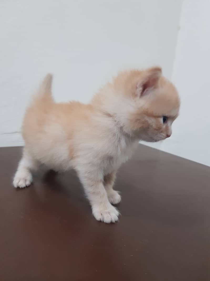 Persian Kittens Male for Sale 6