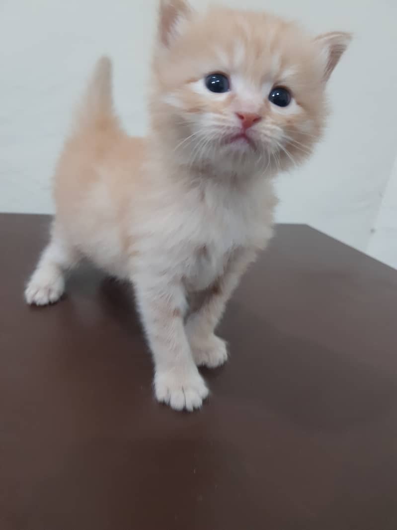 Persian Kittens Male for Sale 7