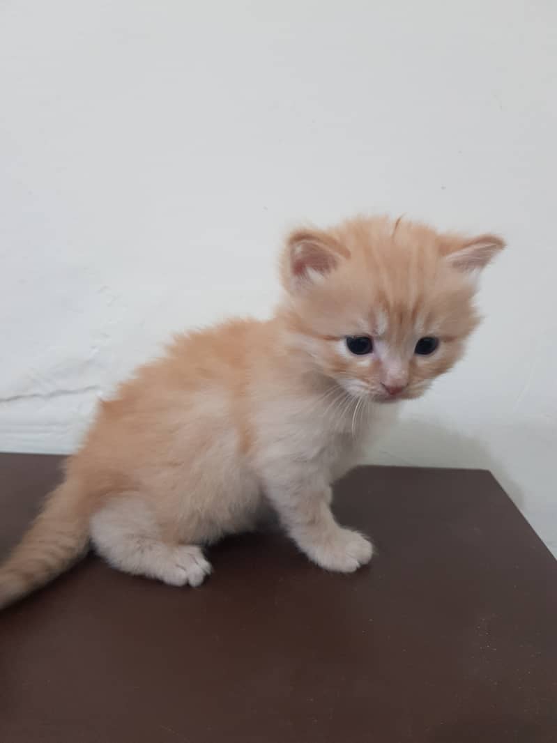 Persian Kittens Male for Sale 8