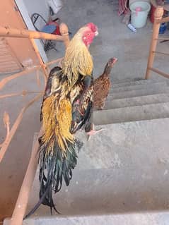 Indiana parrot beek aseel forsale