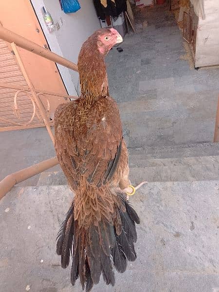 Indiana parrot beek aseel forsale 4