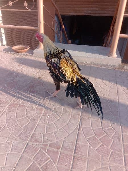 Indiana parrot beek aseel forsale 5