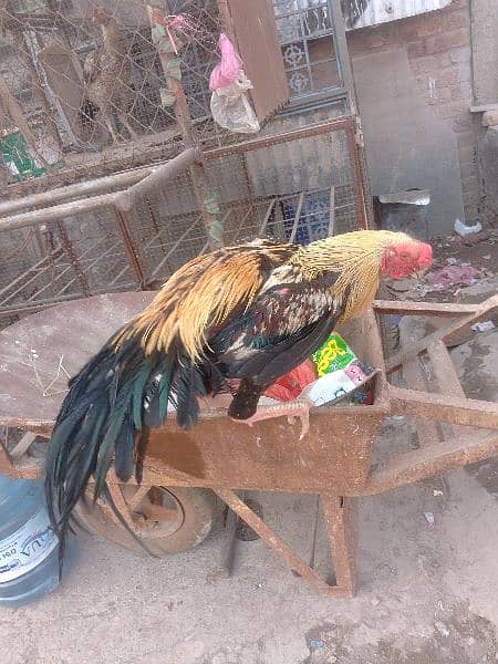 Indiana parrot beek aseel forsale 6