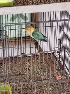 Parblue Split Ino Breeder Male Love Bird