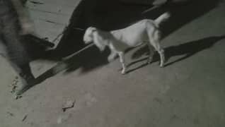 bakri | path | goat | Makkhi China bakri | desi goat