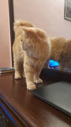 golden ginger colour punch face male cat vaccinated 0