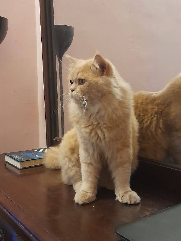 golden ginger colour punch face male cat vaccinated 1