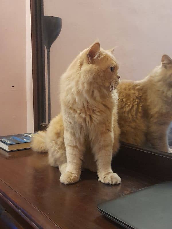 golden ginger colour punch face male cat vaccinated 2