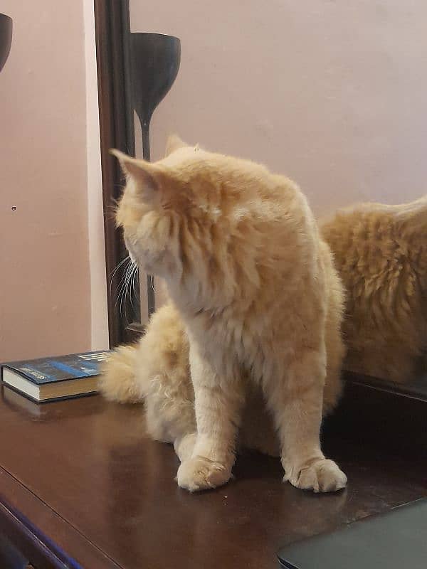 golden ginger colour punch face male cat vaccinated 3