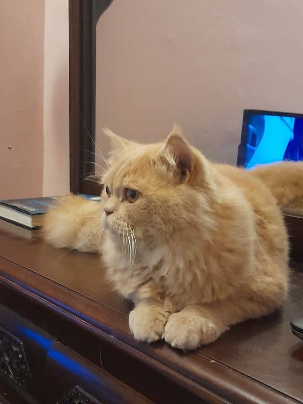 golden ginger colour punch face male cat vaccinated 4