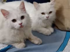 white Persian pair for sale