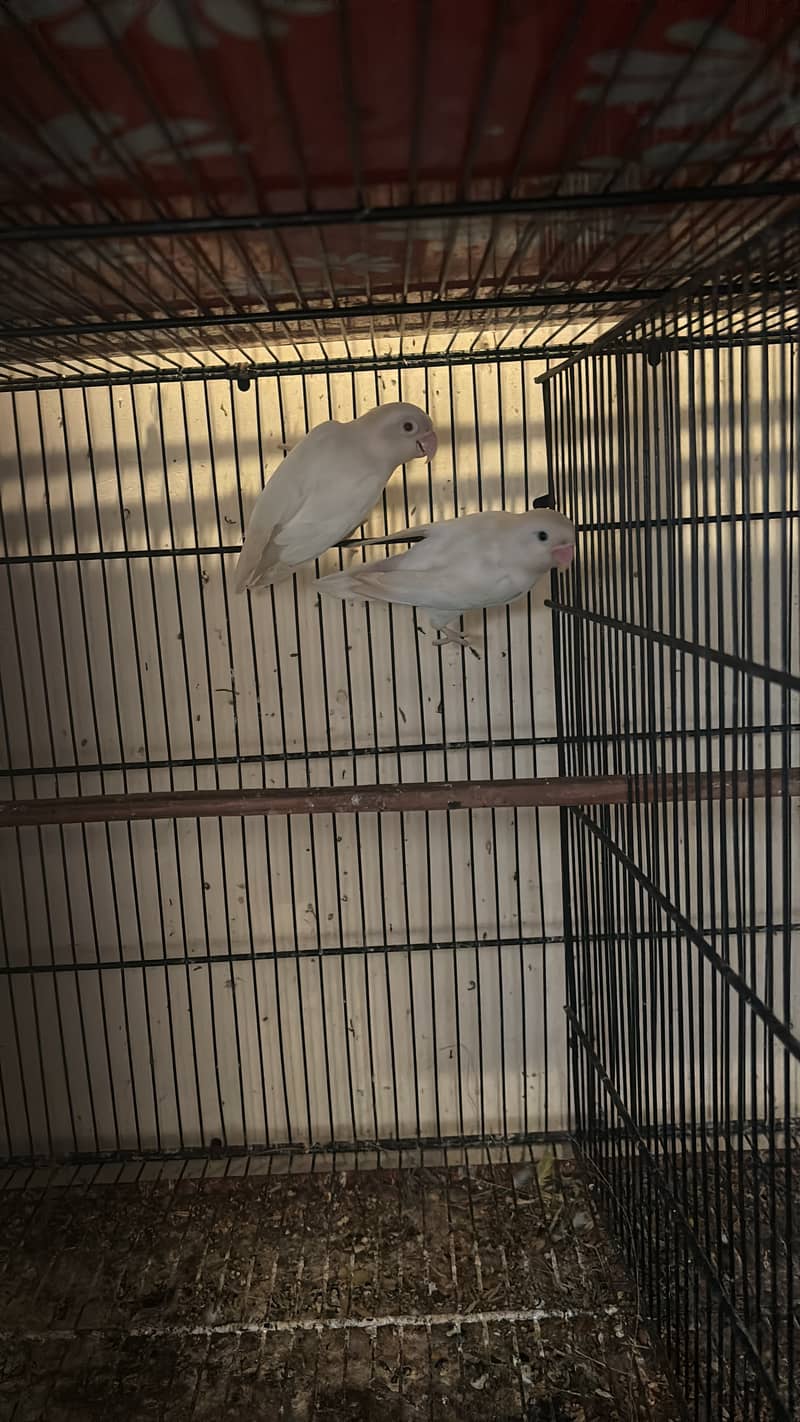 Albino Creamino Parblue lovebirds 2