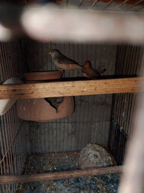 mutation finches 12