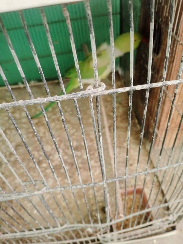 green Ring neck and folding cage 2