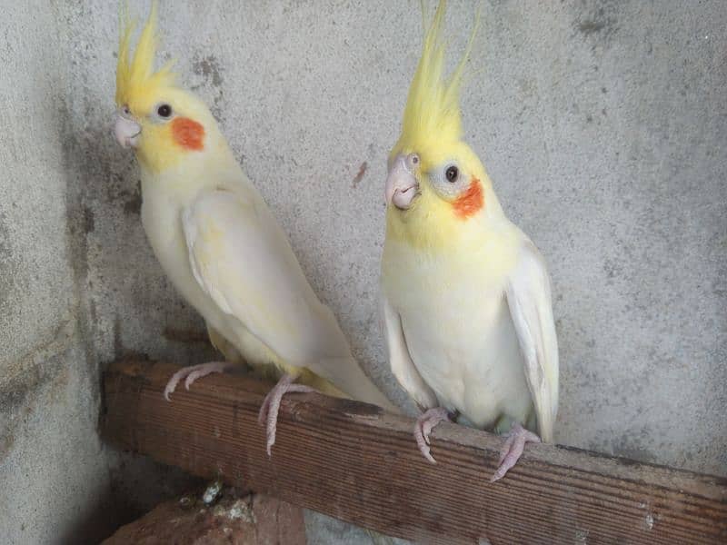 breeder pair cocktail red eyes 2