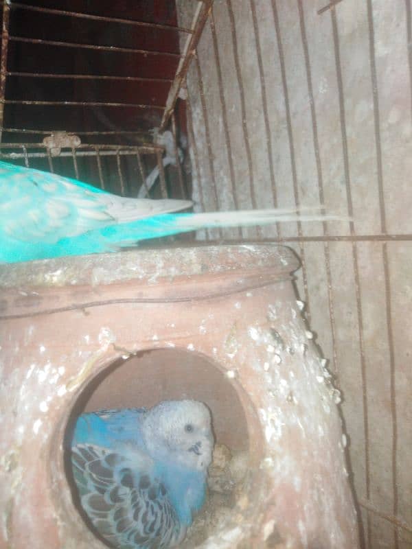 parrot and cage 0