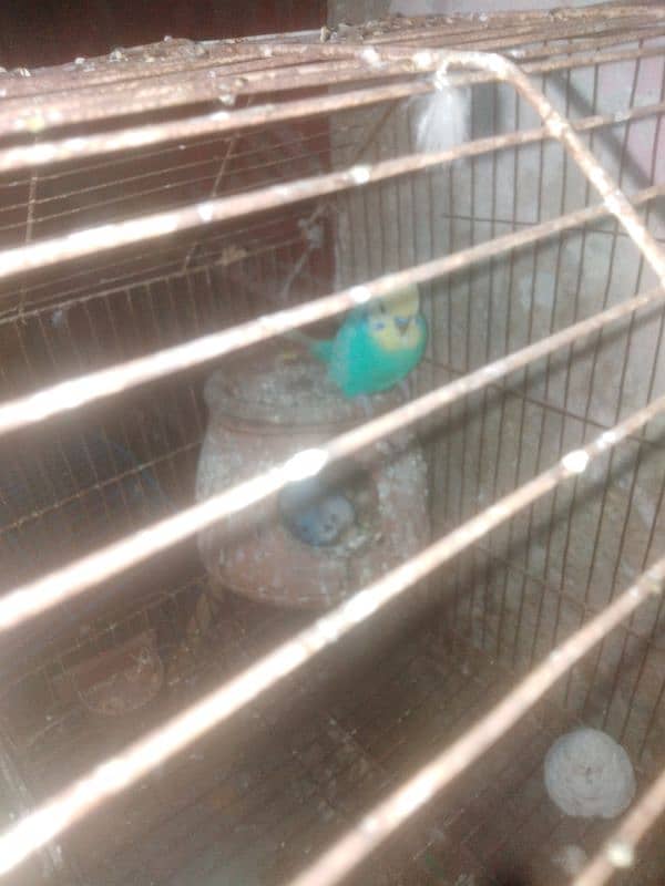 parrot and cage 1