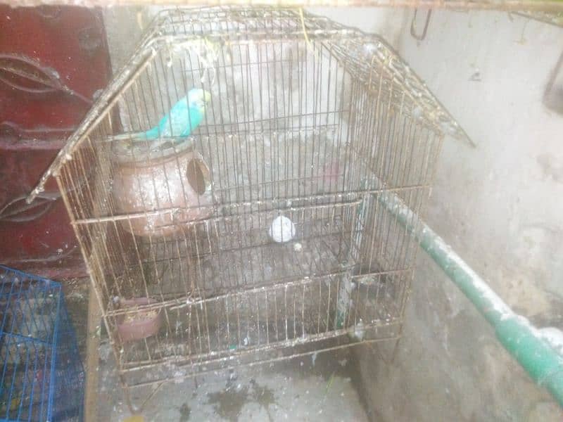 parrot and cage 2