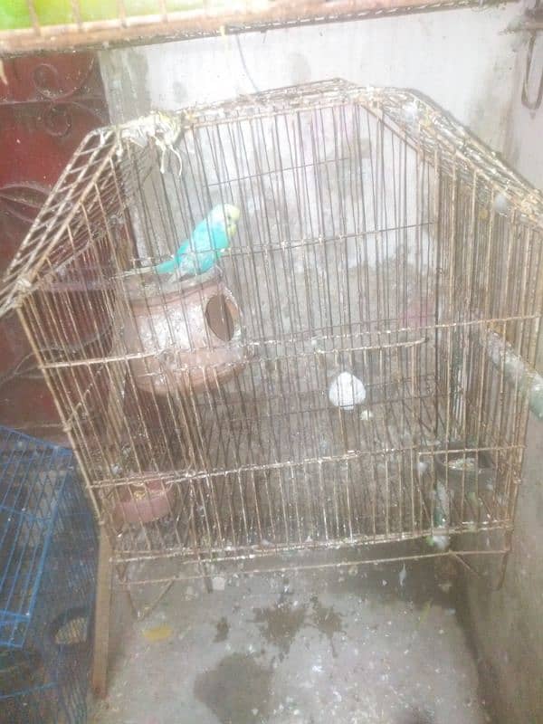 parrot and cage 3