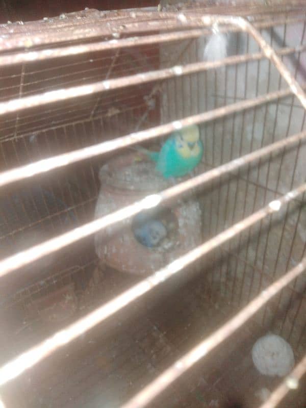 parrot and cage 4