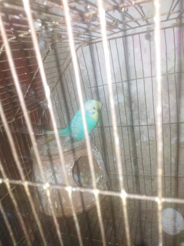 parrot and cage 5