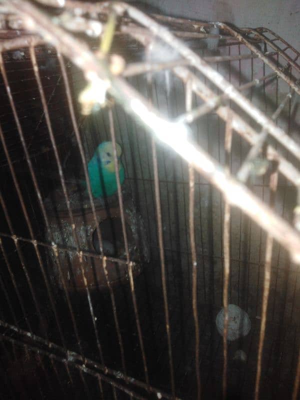 parrot and cage 8