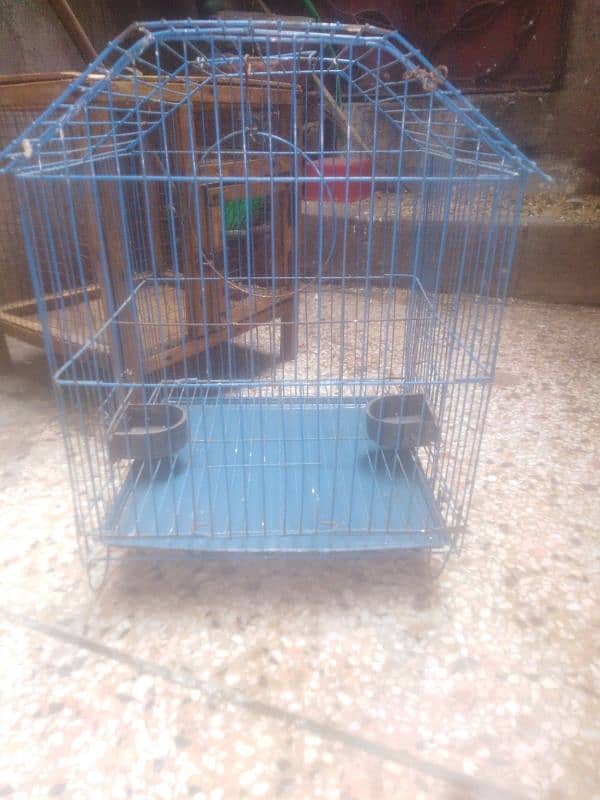 parrot and cage 11