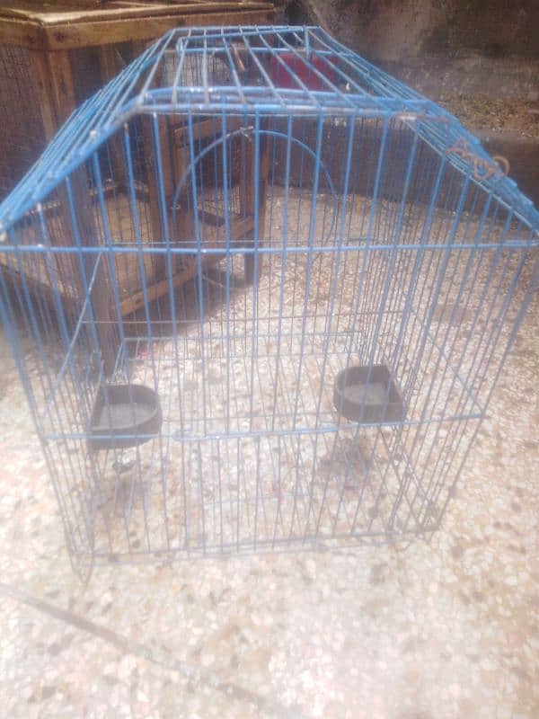 parrot and cage 12