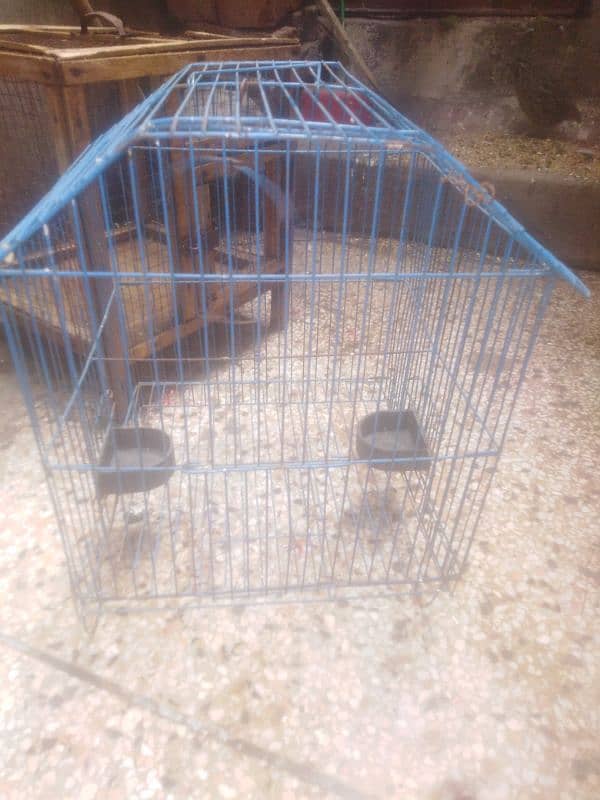 parrot and cage 13