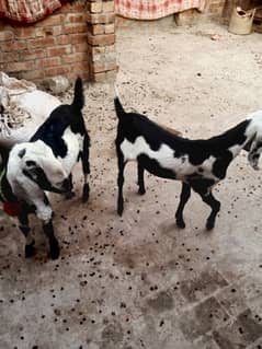 2 Bakra