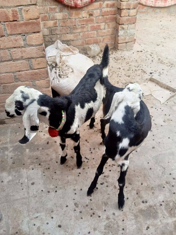 2 Bakra 1