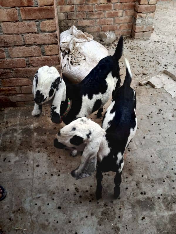 2 Bakra 2