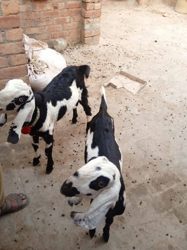 2 Bakra 3